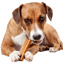 Dog learning resources