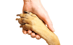 Hand reaching to paw